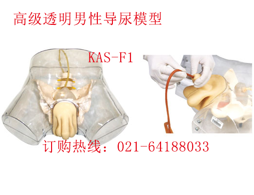 透明男性導尿模型